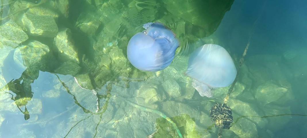 Yüzlercesi sahile vurdu, dokunan anında zehirleniyor! Mavi renklilere sakın yaklaşmayın, ölüm tehlikesi var 30